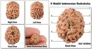 8 Mukhi Indonesian Rudraksha - Bead No. 48