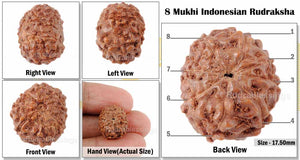8 Mukhi Indonesian Rudraksha - Bead No. 49