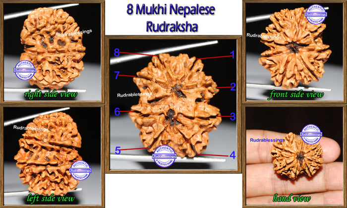8 Mukhi Nepalese Rudraksha - Bead No. 51