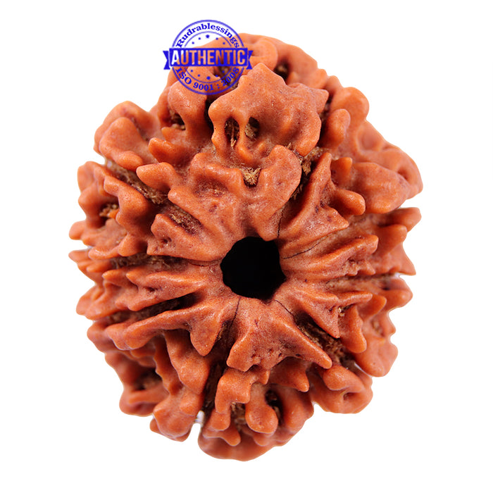 8 Mukhi Nepalese Rudraksha - Bead No. 64