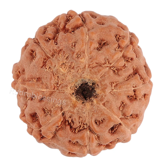 8 Mukhi Rudraksha from Indonesia - Bead No. 70