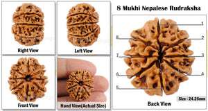 8 Mukhi Nepalese Rudraksha - Bead No. 73