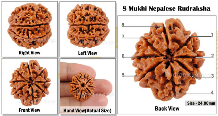 8 Mukhi Nepalese Rudraksha - Bead No. 74