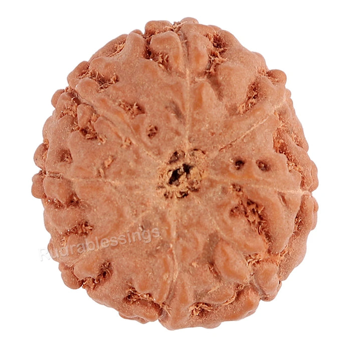 8 Mukhi Rudraksha from Indonesia - Bead No. 90