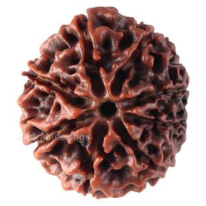 8 Mukhi Hybrid Rudraksha - Bead No. 15