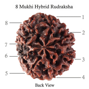 8 Mukhi Hybrid Rudraksha - Bead No. 15