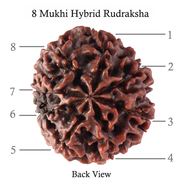 8 Mukhi Hybrid Rudraksha - Bead No. 15