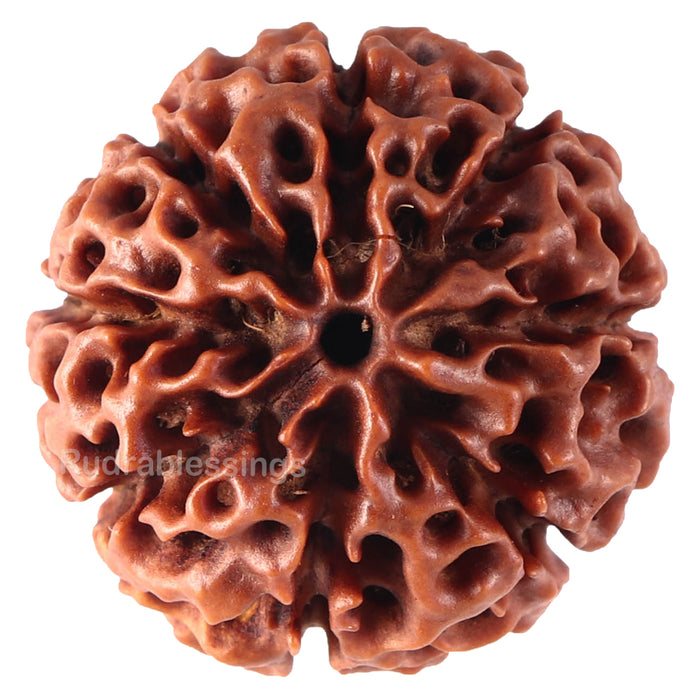 8 Mukhi Hybrid Rudraksha - Bead No. 16