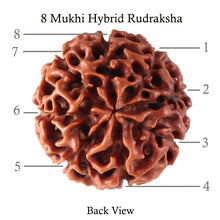 Load image into Gallery viewer, 8 Mukhi Hybrid Rudraksha - Bead No. 16

