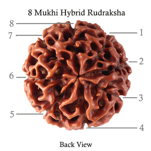 8 Mukhi Hybrid Rudraksha - Bead No. 16