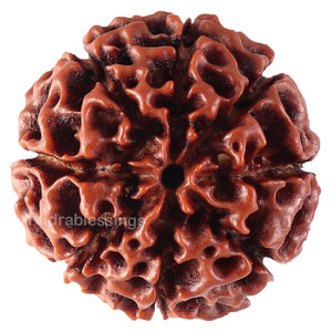 8 Mukhi Hybrid Rudraksha - Bead No. 17