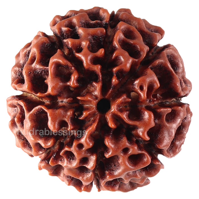 8 Mukhi Hybrid Rudraksha - Bead No. 17