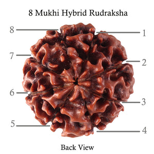 8 Mukhi Hybrid Rudraksha - Bead No. 17