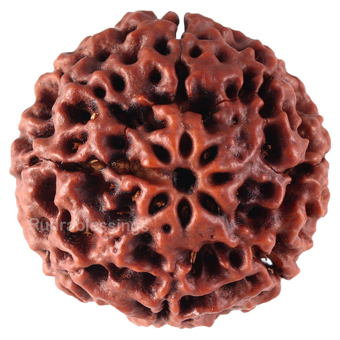8 Mukhi Hybrid Rudraksha - Bead No. 18