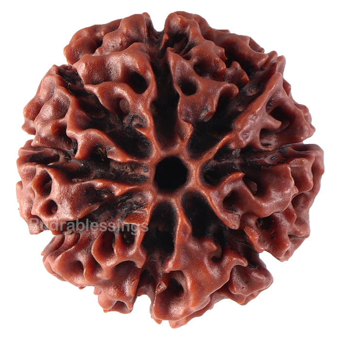 8 Mukhi Hybrid Rudraksha - Bead No. 18