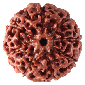 8 Mukhi Hybrid Rudraksha - Bead No. 19