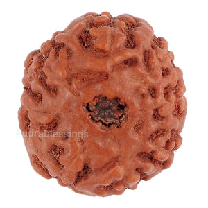 8 Mukhi Rudraksha from Indonesia - Bead No. 101