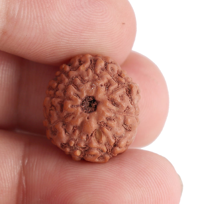 8 Mukhi Rudraksha from Indonesia - Bead No. 101