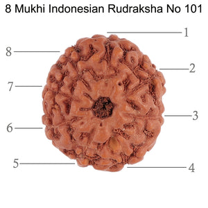 8 Mukhi Rudraksha from Indonesia - Bead No. 101