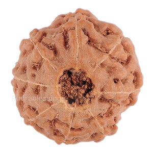 8 Mukhi Rudraksha from Indonesia - Bead No. 102