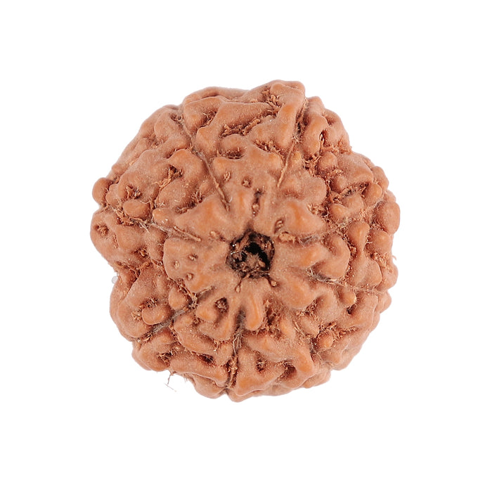 8 Mukhi Rudraksha from Indonesia - Bead No. 102