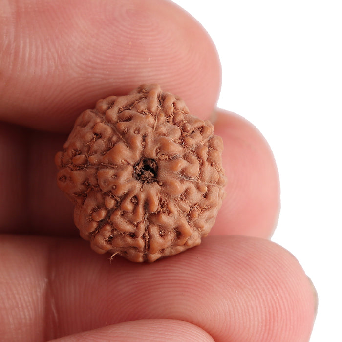 8 Mukhi Rudraksha from Indonesia - Bead No. 102