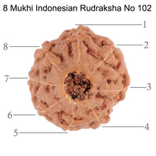 Load image into Gallery viewer, 8 Mukhi Rudraksha from Indonesia - Bead No. 102
