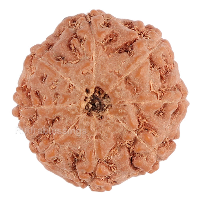 8 Mukhi Rudraksha from Indonesia - Bead No. 103