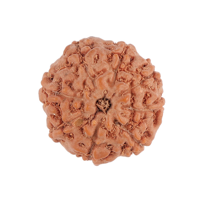 8 Mukhi Rudraksha from Indonesia - Bead No. 103