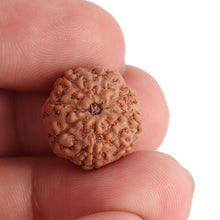 Load image into Gallery viewer, 8 Mukhi Rudraksha from Indonesia - Bead No. 103
