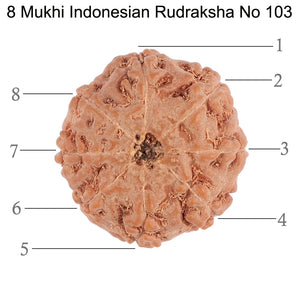 8 Mukhi Rudraksha from Indonesia - Bead No. 103