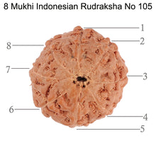 Load image into Gallery viewer, 8 Mukhi Rudraksha from Indonesia - Bead No. 105
