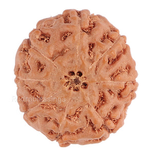 8 Mukhi Rudraksha from Indonesia - Bead No. 109