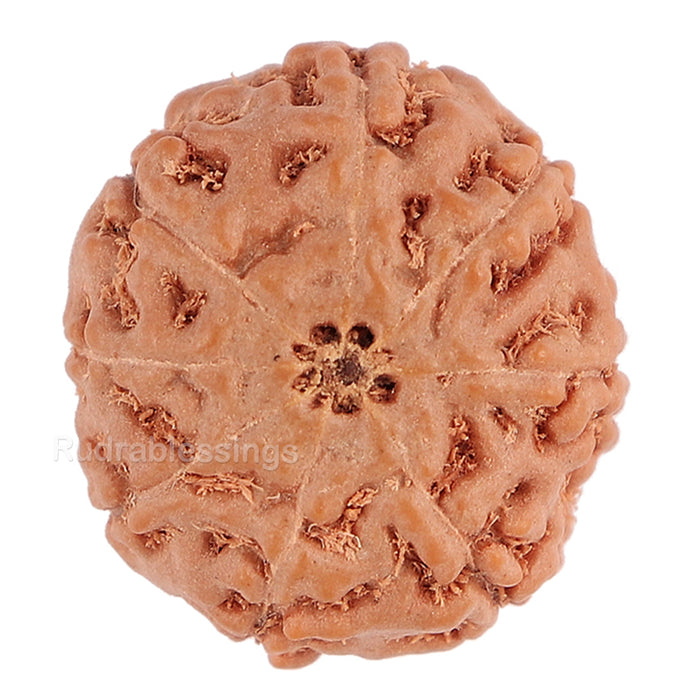 8 Mukhi Rudraksha from Indonesia - Bead No. 109