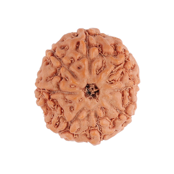 8 Mukhi Rudraksha from Indonesia - Bead No. 109