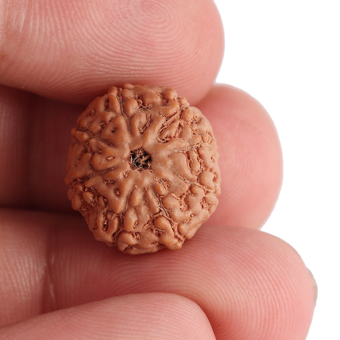 8 Mukhi Rudraksha from Indonesia - Bead No. 109