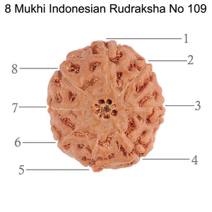 8 Mukhi Rudraksha from Indonesia - Bead No. 109