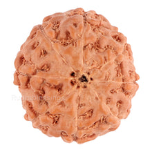 Load image into Gallery viewer, 8 Mukhi Rudraksha from Indonesia - Bead No. 110
