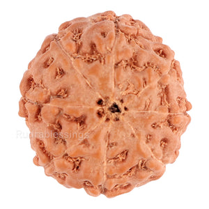 8 Mukhi Rudraksha from Indonesia - Bead No. 110