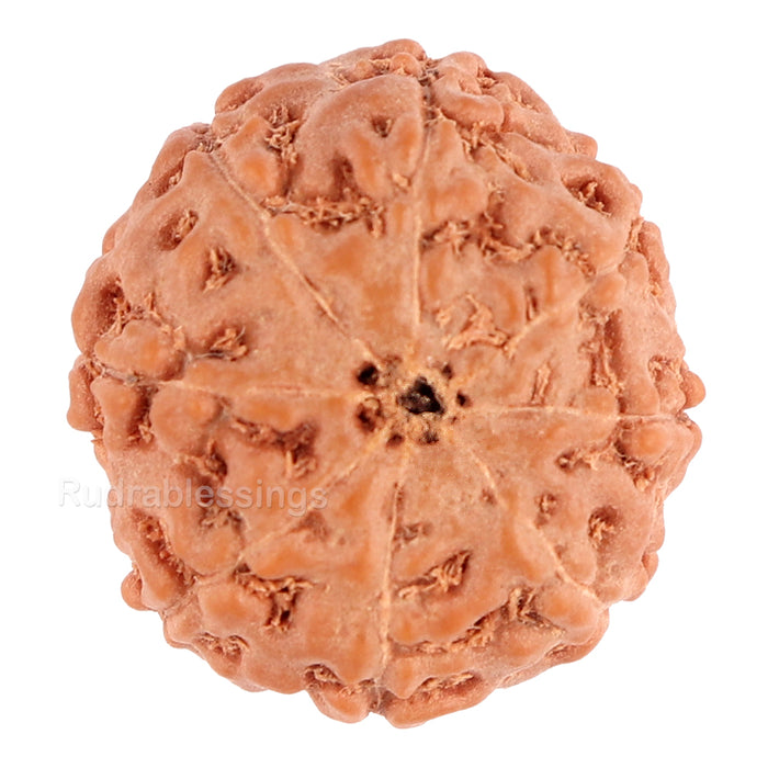 8 Mukhi Rudraksha from Indonesia - Bead No. 110
