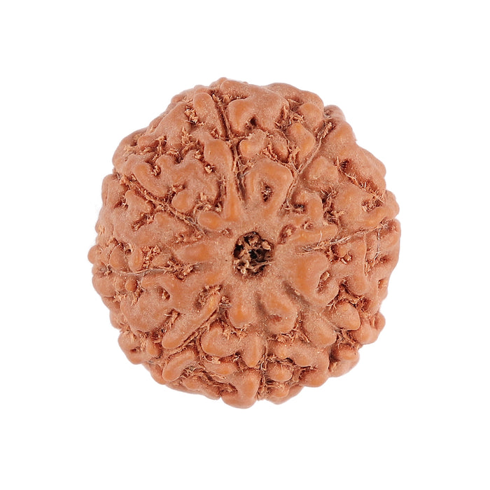 8 Mukhi Rudraksha from Indonesia - Bead No. 110