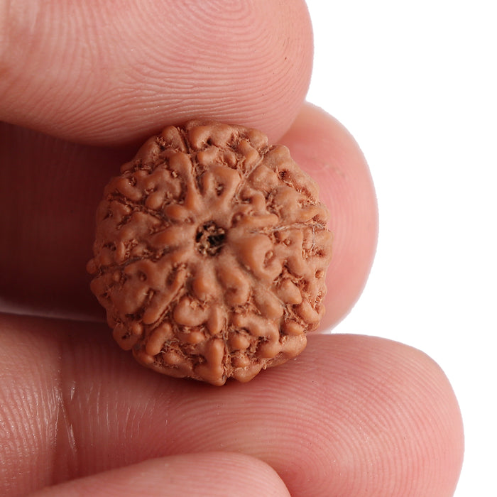 8 Mukhi Rudraksha from Indonesia - Bead No. 110