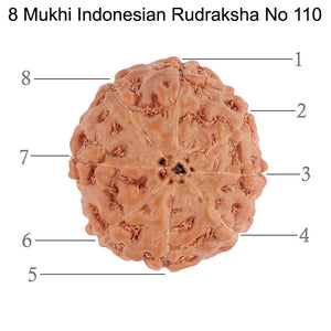 8 Mukhi Rudraksha from Indonesia - Bead No. 110