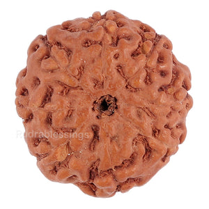 8 Mukhi Rudraksha from Indonesia - Bead No. 111