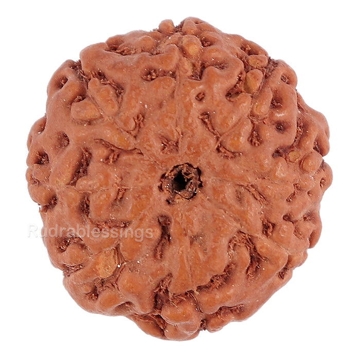 8 Mukhi Rudraksha from Indonesia - Bead No. 111
