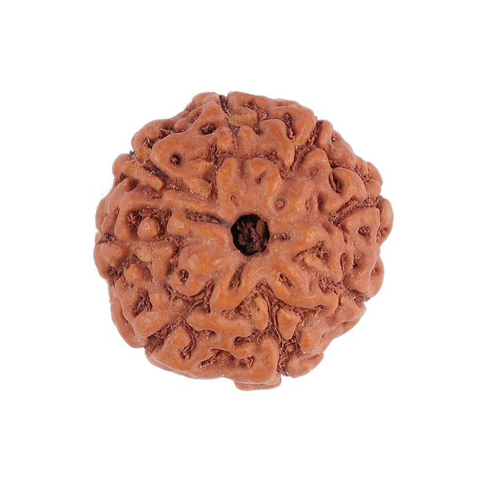 8 Mukhi Rudraksha from Indonesia - Bead No. 111