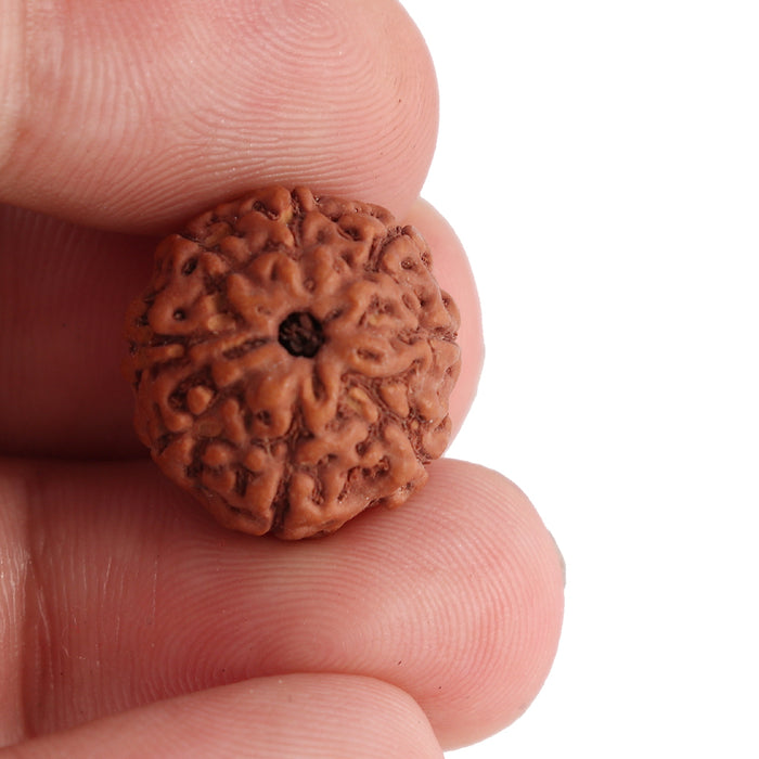8 Mukhi Rudraksha from Indonesia - Bead No. 111