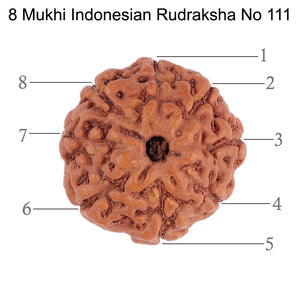 8 Mukhi Rudraksha from Indonesia - Bead No. 111