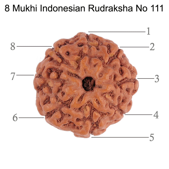 8 Mukhi Rudraksha from Indonesia - Bead No. 111