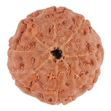 Load image into Gallery viewer, 8 Mukhi Rudraksha from Indonesia - Bead No. 112
